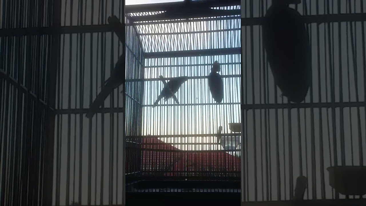 Cucak jenggot gacor cocok buat masteran atau pancingan cucak jenggot-Aa