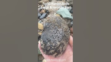 Fossil Hunter Finds Large Ammonite Part #fossils #fossilhunting #jurassic #shorts