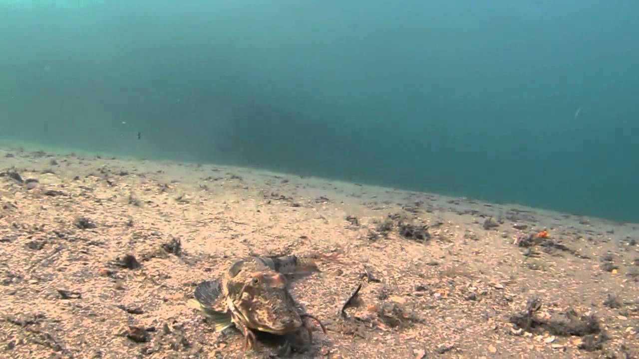 Sea Robin at the Blue Heron Bridge