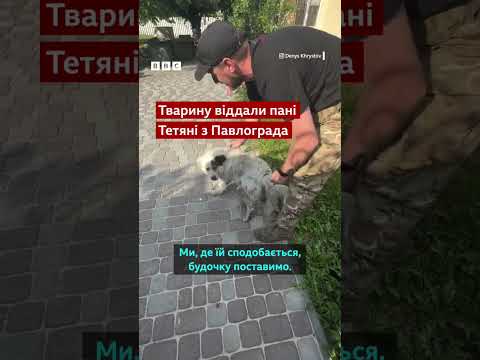 "Вона плакала". Собака, яку кинули у Добропіллі, знайшла нових господарів #shorts #собаки #новини
