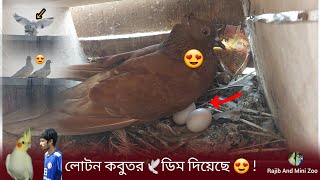 ? লোটন কবুতর ডিম ? দিয়েছে। আরও ৪ টা জোরা ডিম দিবে ?  Rajib And Mini Zoo ll