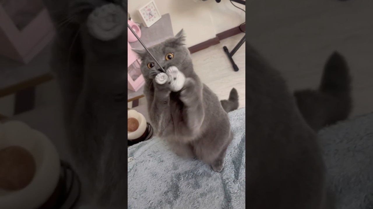 Excited Over a Tiny Mouse 🐭