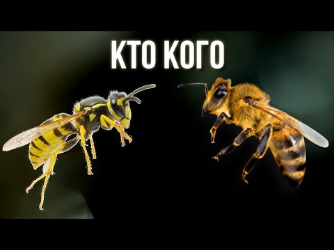 Почему Пчела погибает после того как Жалит а Оса нет