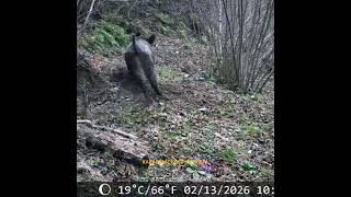 Domuzlar ve  Çakalların Doğal Halleri