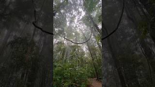 Peaceful Rainy Sunday Morning Walk through Australian Forest ☔️ #wildlife #nature #bushwalking