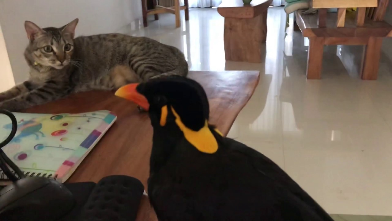 九官鳥が気になる猫と飛ばない九官鳥うに。 Myna bird release YouTube