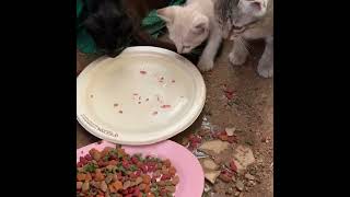 Siamese Kittens in Thailand ... feat. Bat