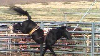 3L RODEO bronc practice