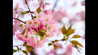 A Course in Miracles (ACIM) Workbook: Lesson 14