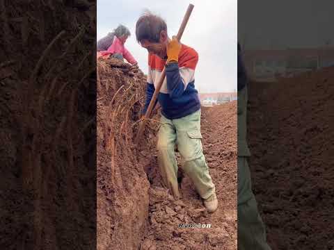 مزارعون يحفرون بعمق في التربة لحصاد الجذور الزراعية