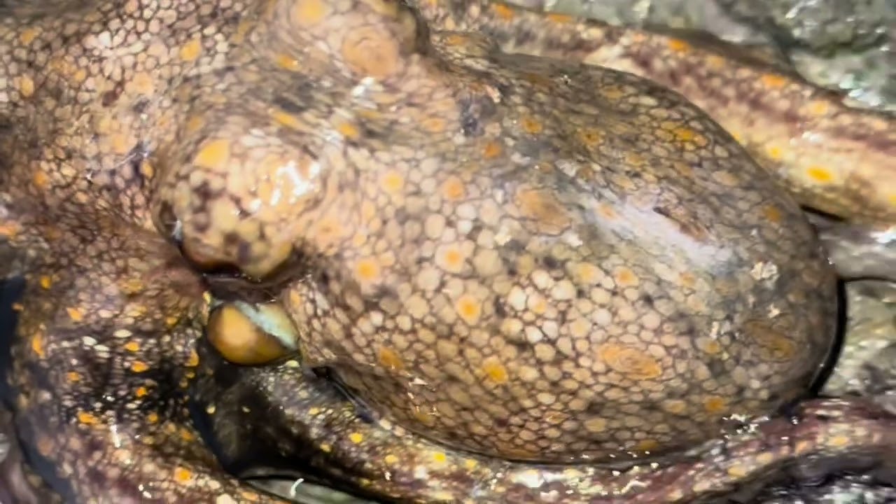 صيد الاخطبوط تعرف  عل علامة تواجده.