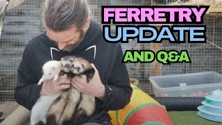 Ferretry Breeding: Latest Updates & YOUR Q&A