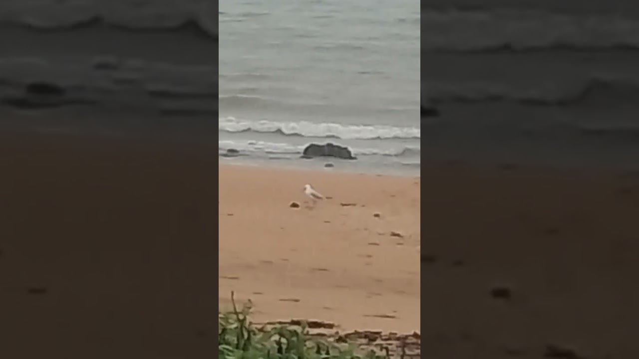 Lone Seagull in the rain ☔