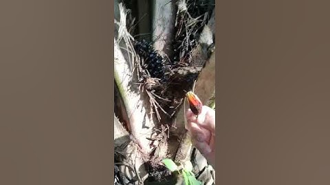 Do You Know How Ripe Palm Oil Fruits Look? Watch This Video!