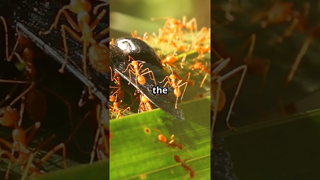 Zombie fungus exists… and it’s WORSE than fiction 😵🍄 