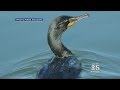 Hundreds Of Aquatic Birds Roost Under New Span Of Bay Bridge