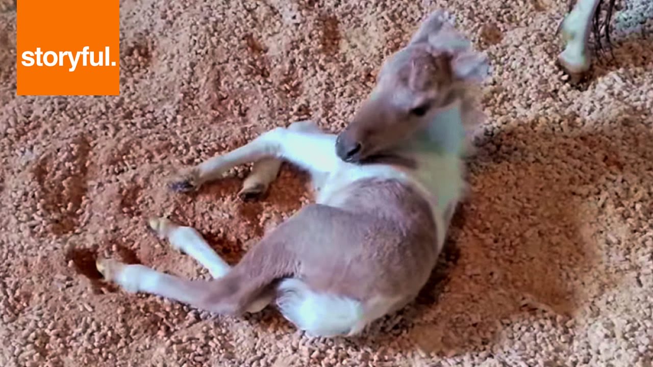 Cute Baby Horse Loves Rolling In New Bedding Youtube Cute Baby Horse Loves Rolling In New Bedding Youtube