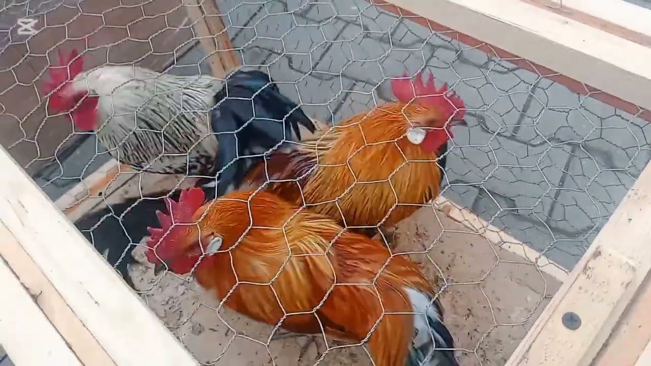 Piata Ludus-1.Feb.Porumbei,gāini,fazani,pauni etc🤩👍🏼