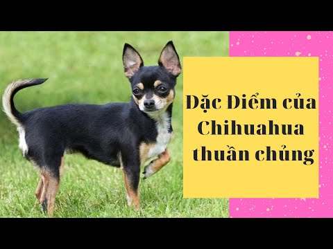 Video: Trang chủ Biện pháp khắc phục tai bị sưng ở chó