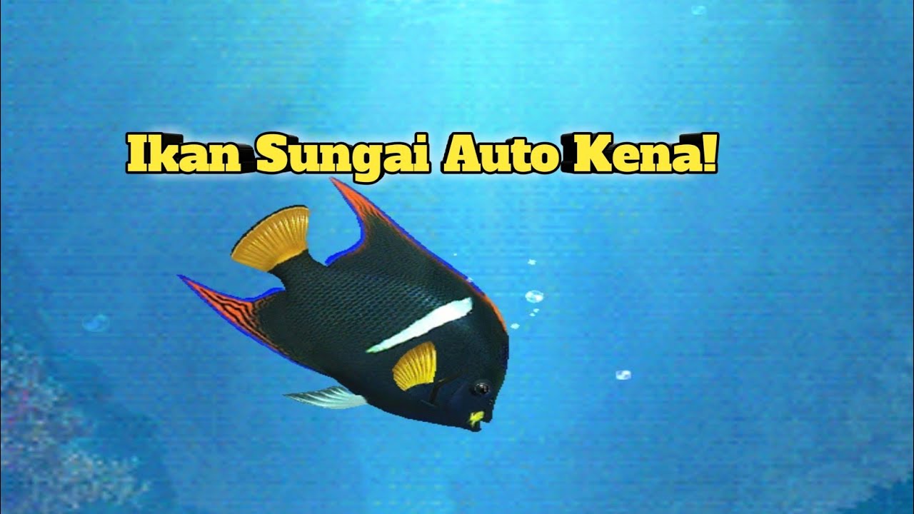 Fishing Hook: Tutorial Mengalahkan Ikan Boss