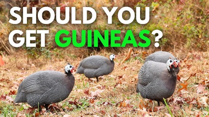 Why You Should Keep Guinea Fowl! 