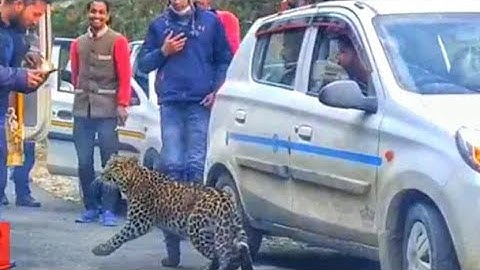 Leopard Playing with humans in Kullu | #Shorts#TirthanValley#GHNP#kullu