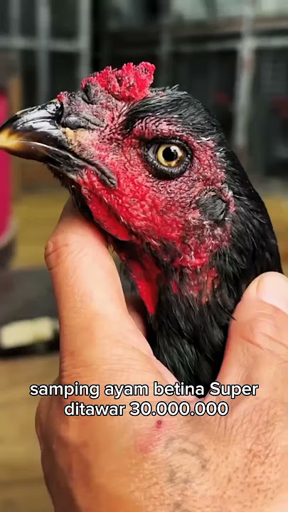 Ayam betina yang di incar banyak orang, namanya si black oli samping, sudah di tawar 100 juta