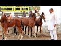 40 MARWARI HORSES at GANDHI STUD FARM || Ahmedabad