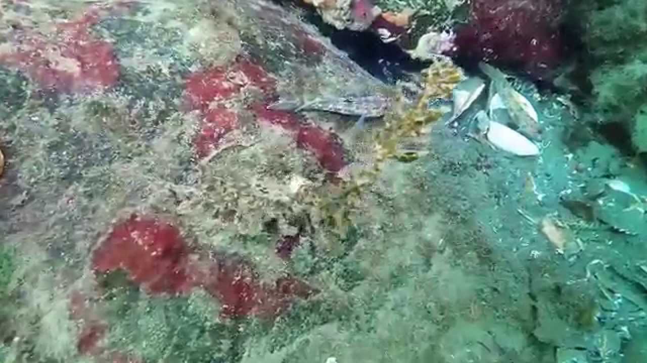 OctopusHole Hood Canal YouTube