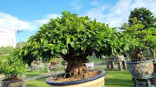 MỘT SỐ TÁC PHẨM MAI VÀNG BONSAI TẠI TRIỂN LÃM VÀ HỘI THI SINH VẬT CẢNH KHU VỰC MIỀN TRUNG TÂY NGUYÊN