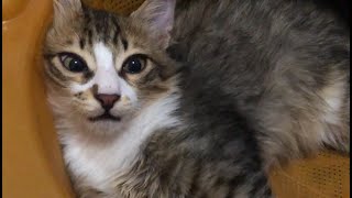 This Kitten is So Done with Homan He Lets Out a Sigh!