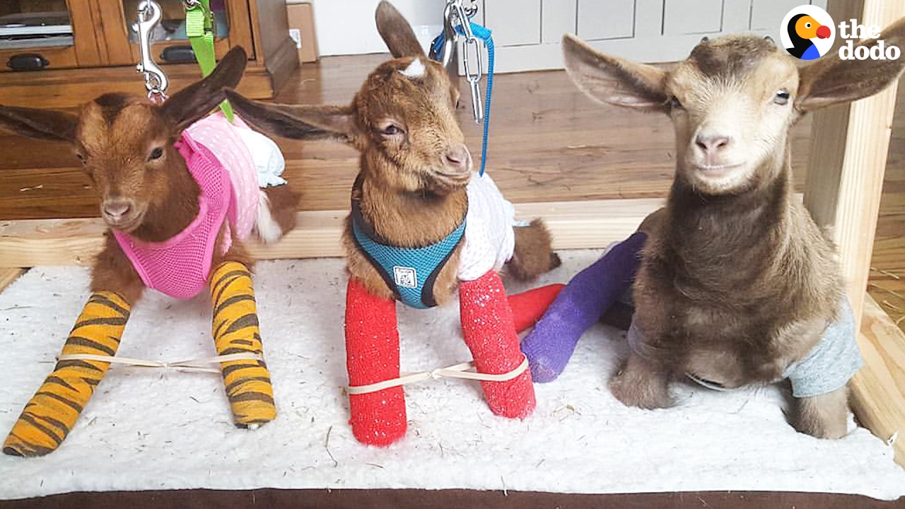 Baby Goats Get A Swing To Help Them Stand YouTube