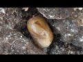 OMG 😱 Diamond Hunter Found Golden Agate 💎 Inside Warted Volcanic Rock | Rare Gemstone