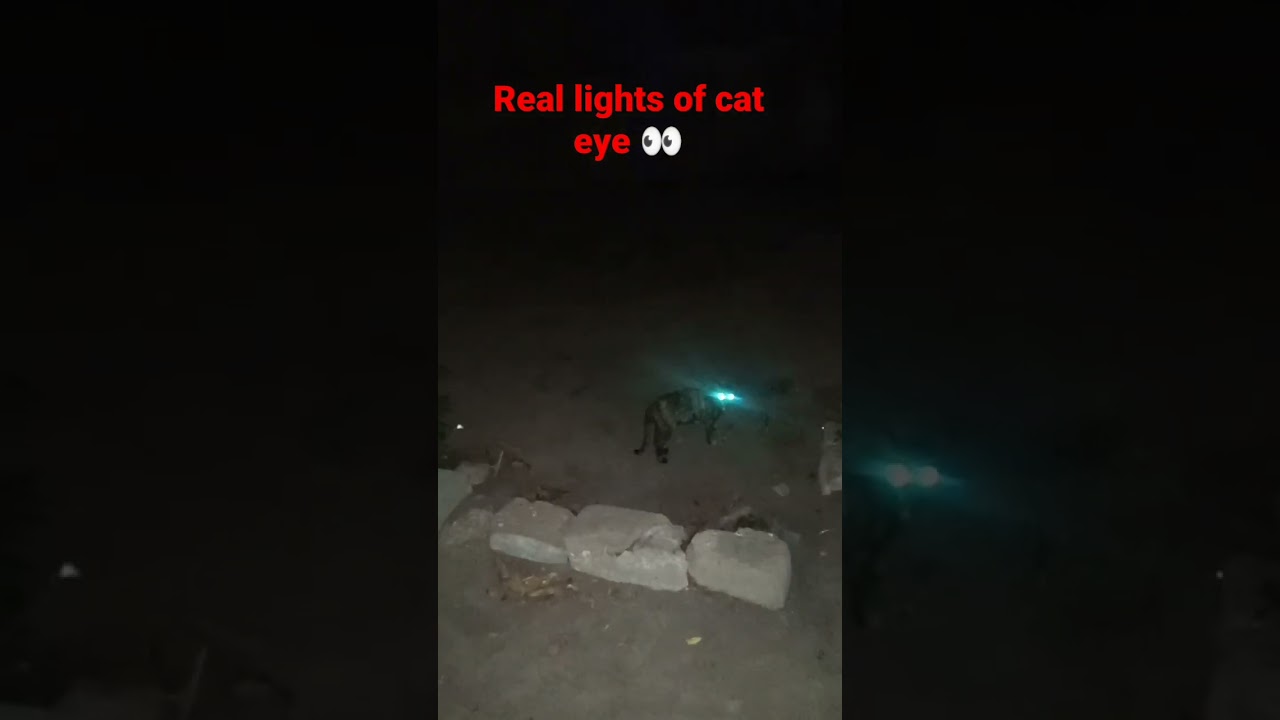 silly cat a new friend on my place.   