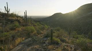 Sunset Hike in Saguaro National Park  - Virtual Desert Hike - No Talking [4K]