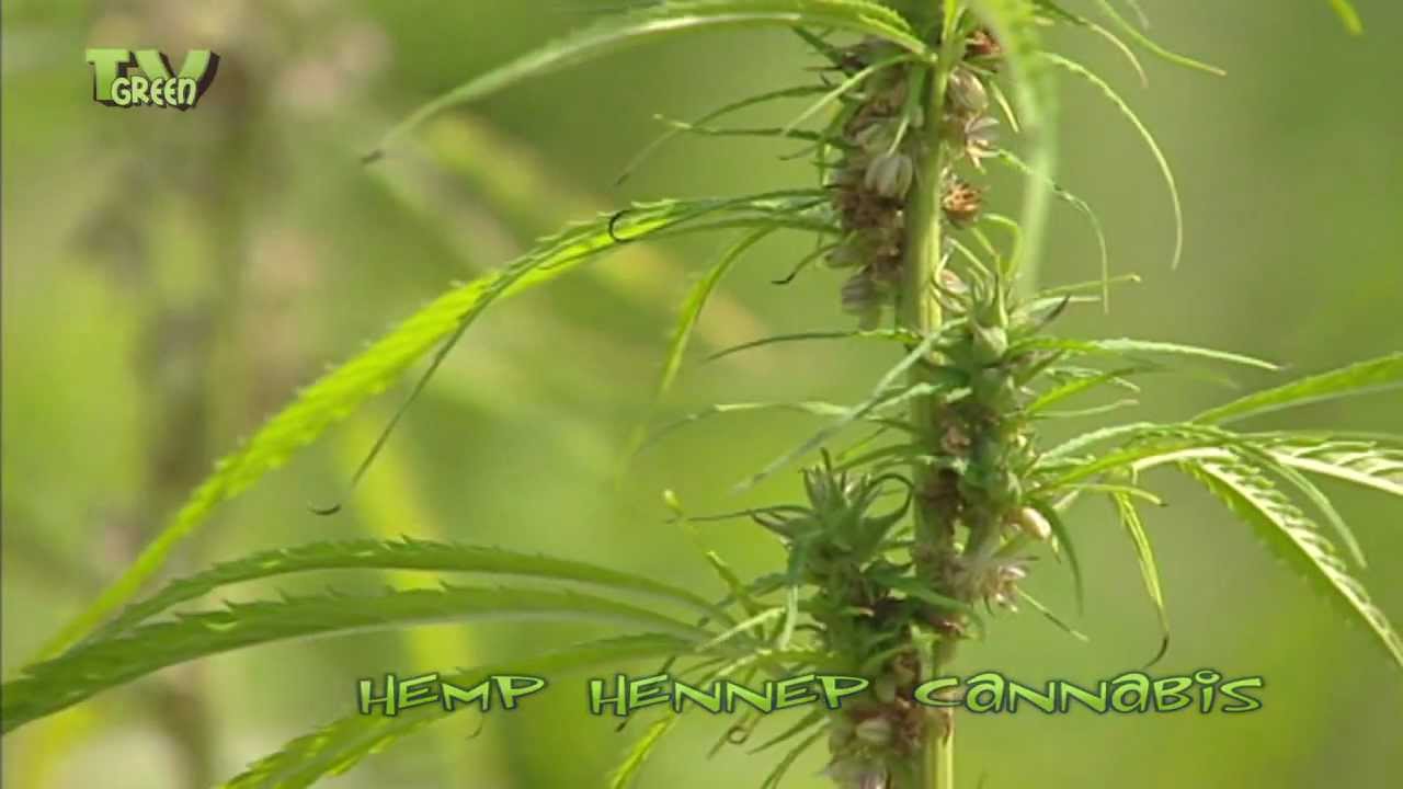 Hennep  - Wietplantage - Cannabis - Hemp in my Backyard!