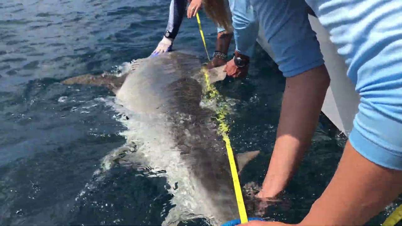 camera iphone 8 plus apk Save Our Sharks 2016 Tiger Shark Expedition