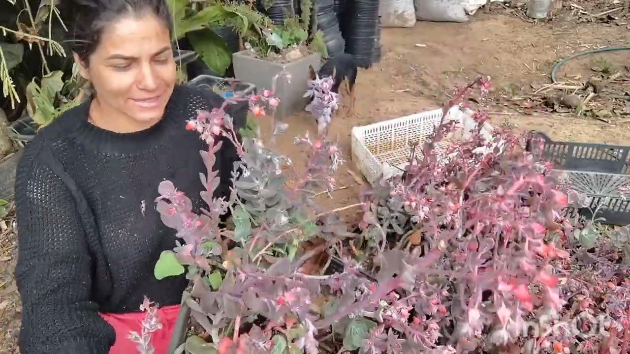 Retirada de mudas de astes florais, gibifloras