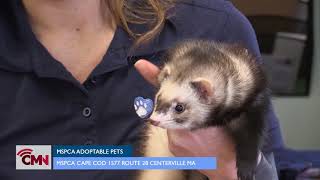 CMN Adorable Adoptables: February 7, 2018