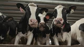 Why STgenetics Chose Lely Astronaut A5 Milking Robots | Lely Large Herd Dairy