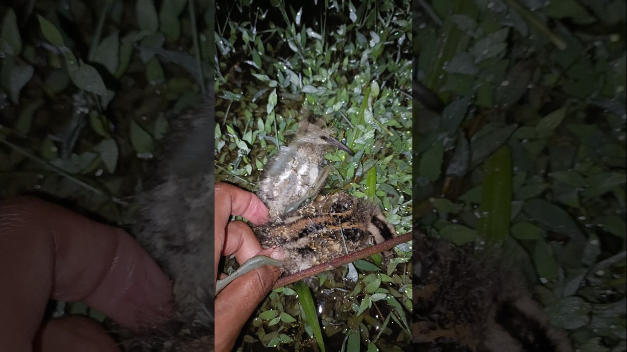 Yeh kya chhod Diya ✅ #shorts #shortsfeed #viral