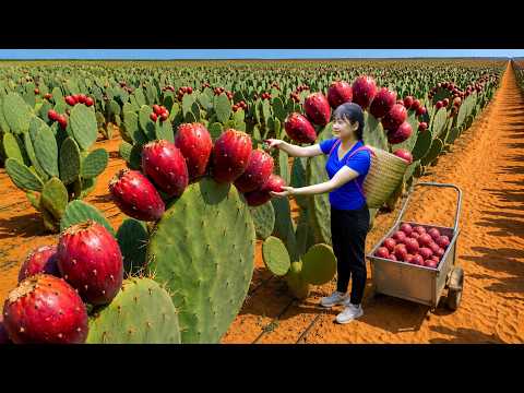 Ly Trieu Ca: Harvesting Giant Prickly Pears in Dead Desert Sand | The Harvest Amazed Millions
