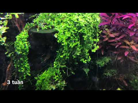 Video Cách trồng cây Trân Châu Ngọc Trai trong hồ thuỷ sinh - youtube