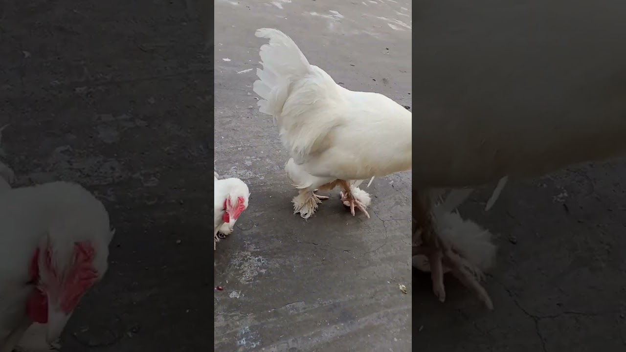 my home breed white heavy buff murga 