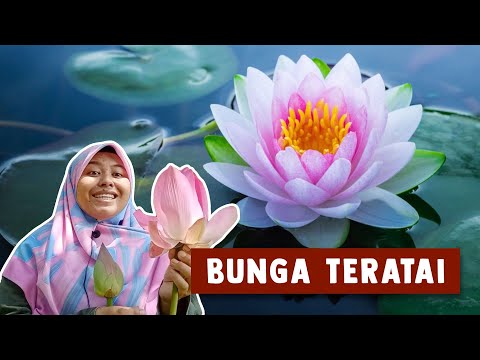 Bunga Teratai