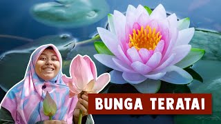 Bunga Teratai