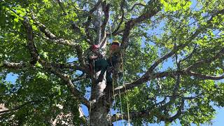 Baum Rettung, Höhenrettung Erklärt Mit Einer Simulation Abaum Ag