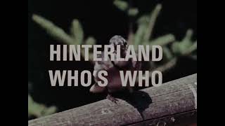 Hinterland Who's Who - Blue Jay