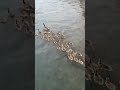 Goose parent leads &#39;endless stream&#39; of baby geese