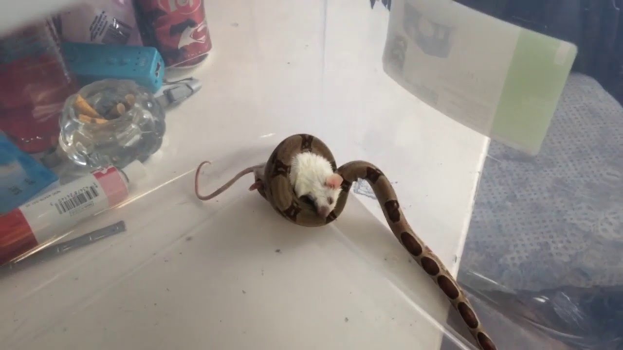 How to feed your snake FROZEN MICE/RATS YouTube